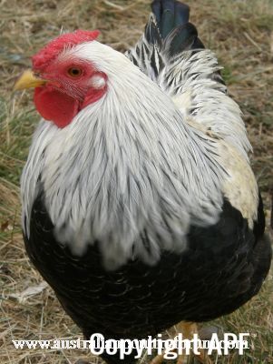 chickens_for_sale_2013_011~0.jpg