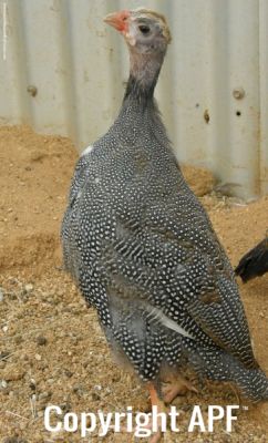 chickens_for_sale_2013_032.jpg