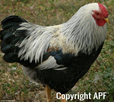 chickens_for_sale_2013_061.jpg