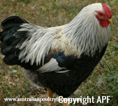 chickens_for_sale_2013_061~0.jpg