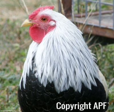 chickens_for_sale_2013_065.jpg