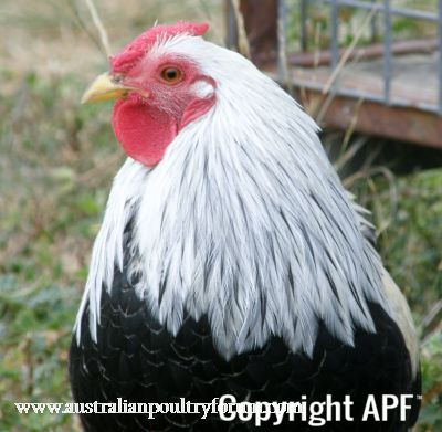 chickens_for_sale_2013_065~0.jpg