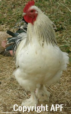 chickens_for_sale_2013_086.jpg