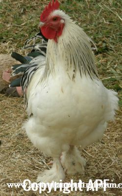 chickens_for_sale_2013_086~0.jpg