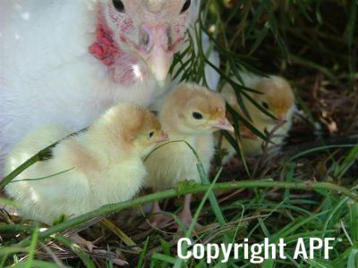 chooks_069__small___small__0.jpg