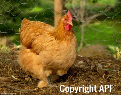 cochin_x_sussex_hen__0.jpg