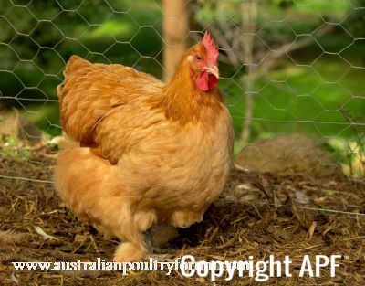 cochin_x_sussex_hen__0~0.jpg