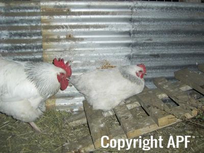copy_of_coronation_pair_003.jpg