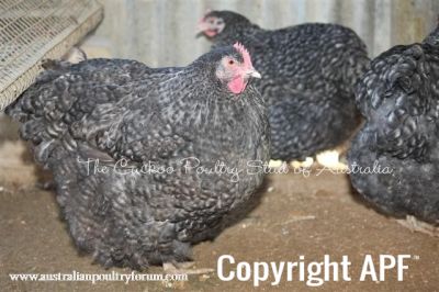 crele_blue_pullet_res_champ_2010_nats.jpg