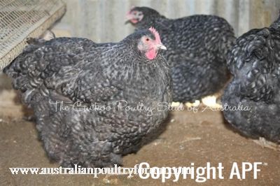 crele_blue_pullet_res_champ_2010_nats~0.jpg