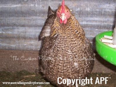 crele_orp_pullet_oct_2009.jpg