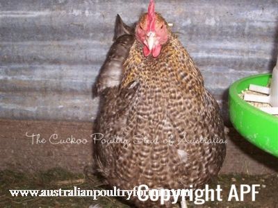 crele_orp_pullet_oct_2009~0.jpg
