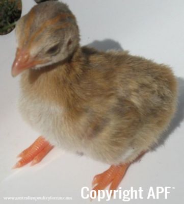 darkeyedcinnamonpiedkeet3.jpg