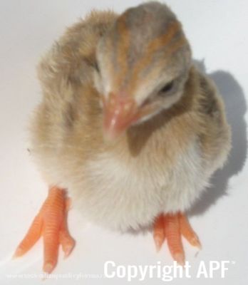 darkeyedcinnamonpiedkeet4.jpg