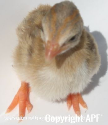 darkeyedcinnamonpiedkeet4~0.jpg