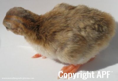 darkeyedcinnamonpiedkeet5.jpg
