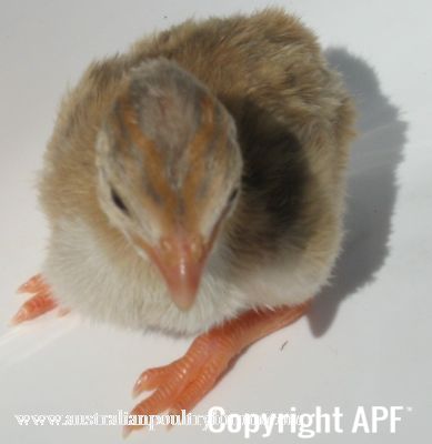 darkeyedcinnamonpiedkeet_28229_0~0.jpg