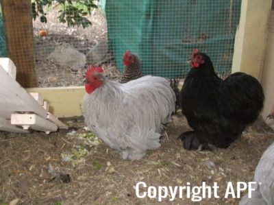 donny__split_pullet_and_cuckoo_hen.jpg