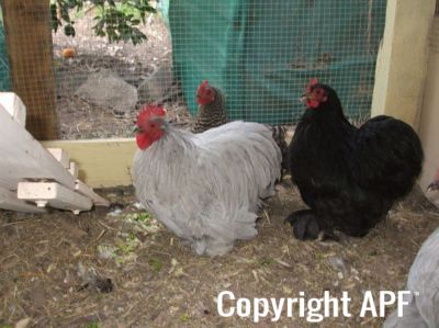 donny__split_pullet_and_cuckoo_hen~0.jpg