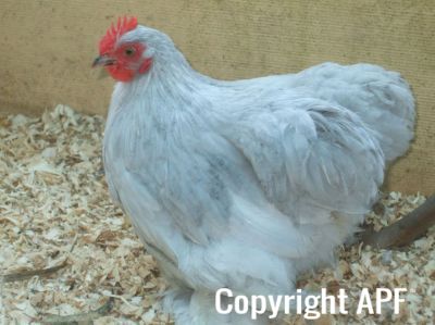 donny_s_baby_lavender_cockerel~0.jpg