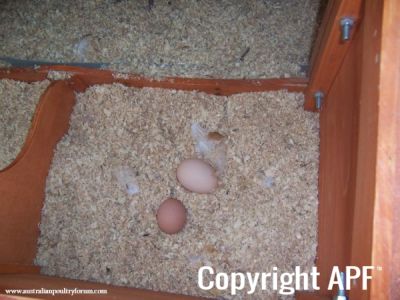 first_eggs_white_one_was_double_yolk.jpg