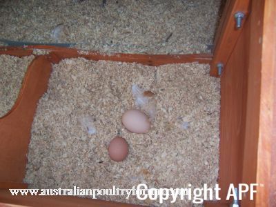 first_eggs_white_one_was_double_yolk~0.jpg