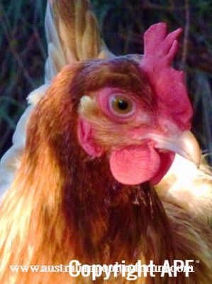 french_wheaten_marans_up_close.jpg