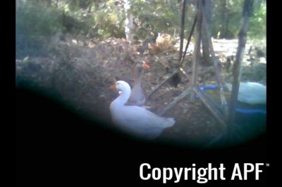 geese2_-_converted_renamed_4335.jpg