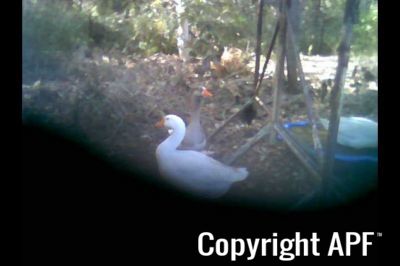 geese2_-_converted_renamed_4335~0.jpg