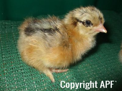 gold_partridge_brahma_chick.jpg