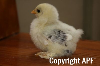 grey_pekin_chick_1_week_old.jpg