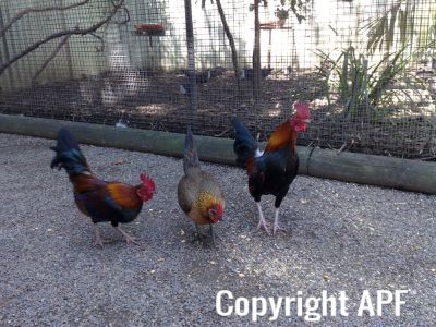 hybrid_fowl__red_jungle_fowl_x_old_english_game_bantam_x_rose-comb_bantam__02.jpg