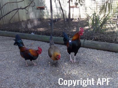 hybrid_fowl__red_jungle_fowl_x_old_english_game_bantam_x_rose-comb_bantam__02~0.jpg