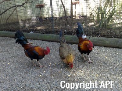 hybrid_fowl__red_jungle_fowl_x_old_english_game_bantam_x_rose-comb_bantam__03.jpg