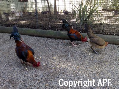 hybrid_fowl__red_jungle_fowl_x_old_english_game_bantam_x_rose-comb_bantam__04.jpg