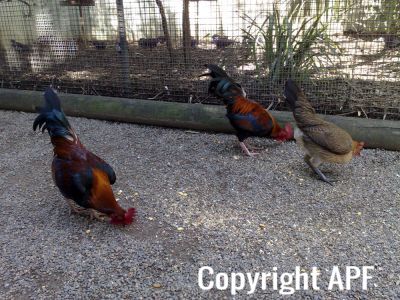 hybrid_fowl__red_jungle_fowl_x_old_english_game_bantam_x_rose-comb_bantam__04~0.jpg