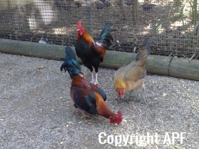 hybrid_fowl__red_jungle_fowl_x_old_english_game_bantam_x_rose-comb_bantam__05.jpg