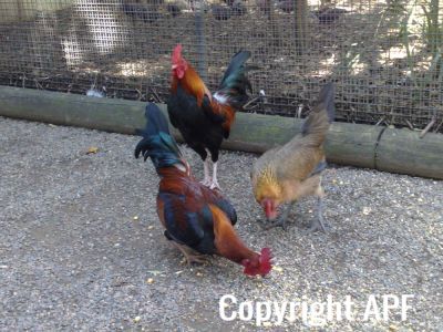 hybrid_fowl__red_jungle_fowl_x_old_english_game_bantam_x_rose-comb_bantam__05~0.jpg