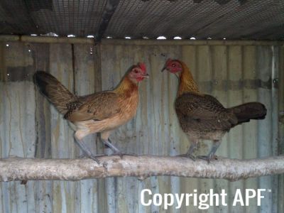 hybrid_fowl_hens__red_jungle_fowl_x_old_english_game_bantan_x_rose-comb_bantam__01~0.jpg
