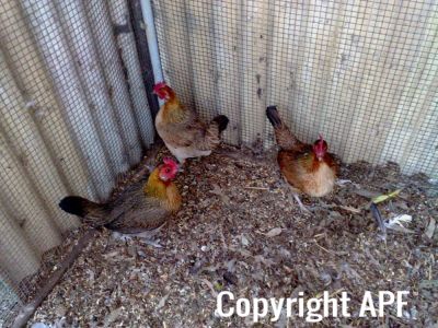 hybrid_fowl_hens__red_jungle_fowl_x_old_english_game_bantan_x_rose-comb_bantam__02~0.jpg