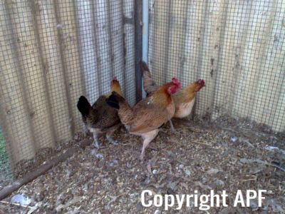 hybrid_fowl_hens__red_jungle_fowl_x_old_english_game_bantan_x_rose-comb_bantam__03~0.jpg