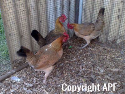hybrid_fowl_hens__red_jungle_fowl_x_old_english_game_bantan_x_rose-comb_bantam__04.jpg