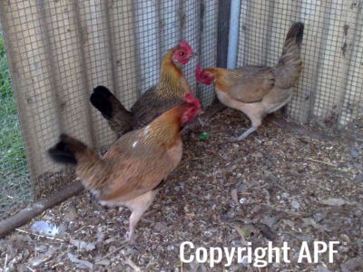 hybrid_fowl_hens__red_jungle_fowl_x_old_english_game_bantan_x_rose-comb_bantam__04~0.jpg