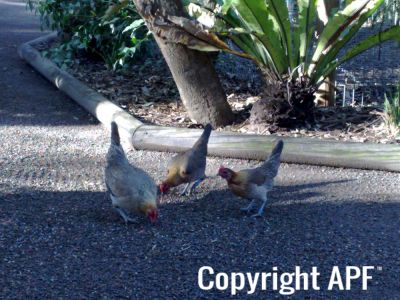 hybrid_fowl_hens__red_jungle_fowl_x_old_english_game_bantan_x_rose-comb_bantam__05.jpg