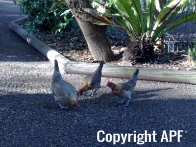 hybrid_fowl_hens__red_jungle_fowl_x_old_english_game_bantan_x_rose-comb_bantam__05~0.jpg