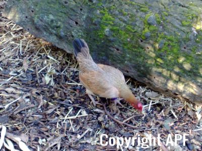 hybrid_fowl_hens__red_jungle_fowl_x_old_english_game_bantan_x_rose-comb_bantam__06.jpg