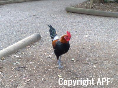 hybrid_fowl_rooster__red_jungle_fowl_x_old_english_game_bantam_x_rose-comb_bantam__01~0.jpg