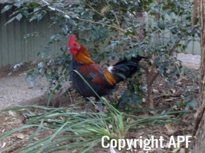hybrid_fowl_rooster__red_jungle_fowl_x_old_english_game_bantam_x_rose-comb_bantam__02~0.jpg