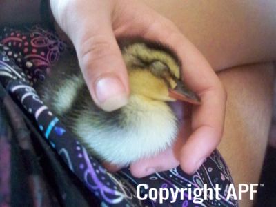 kyah_s_duckling_011_0.jpg