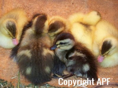 kyah_s_duckling_017_0.jpg